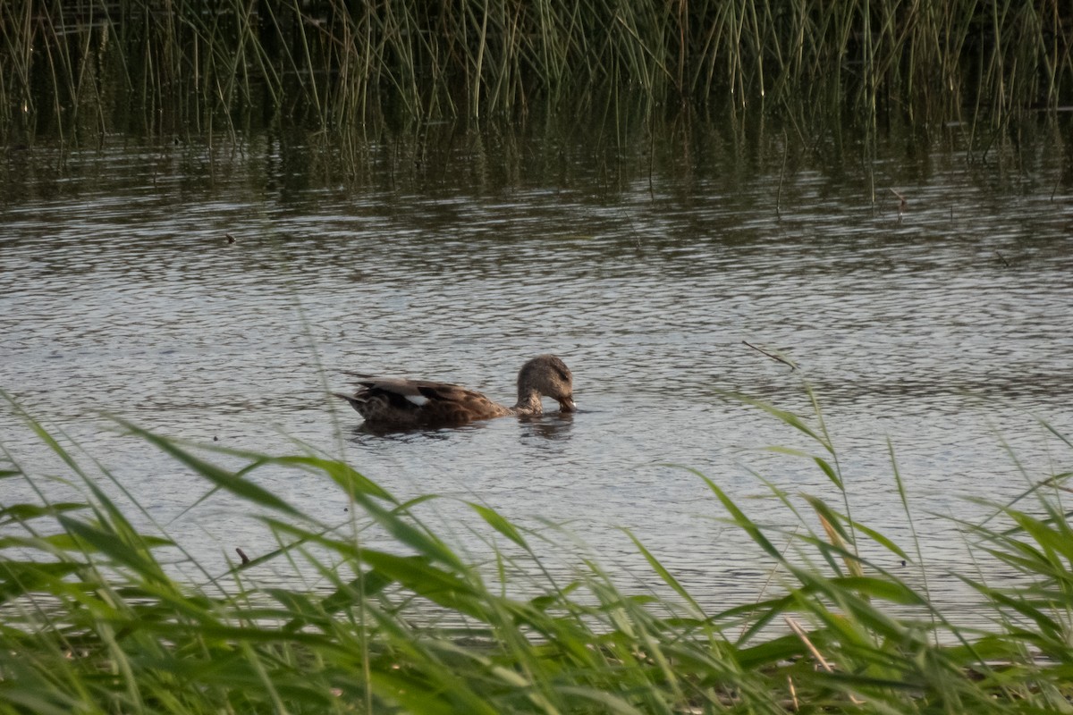 オカヨシガモ - ML638408798