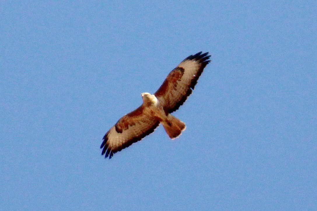 Common Buzzard (Steppe) - ML638408806
