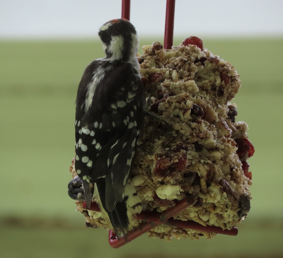 Downy Woodpecker - ML638408813