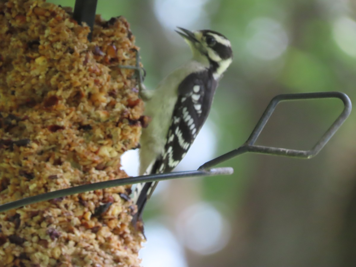 Downy Woodpecker - ML638408815