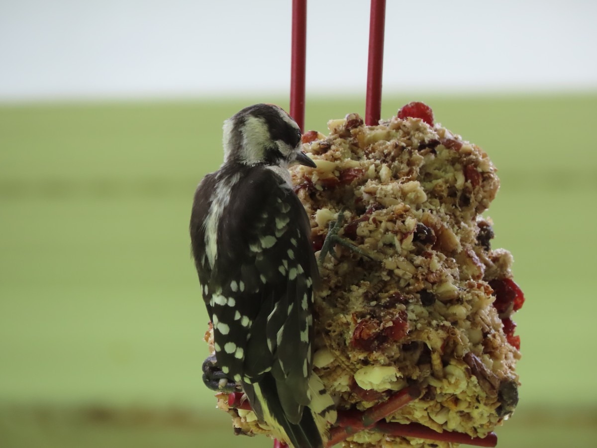 Downy Woodpecker - ML638408816