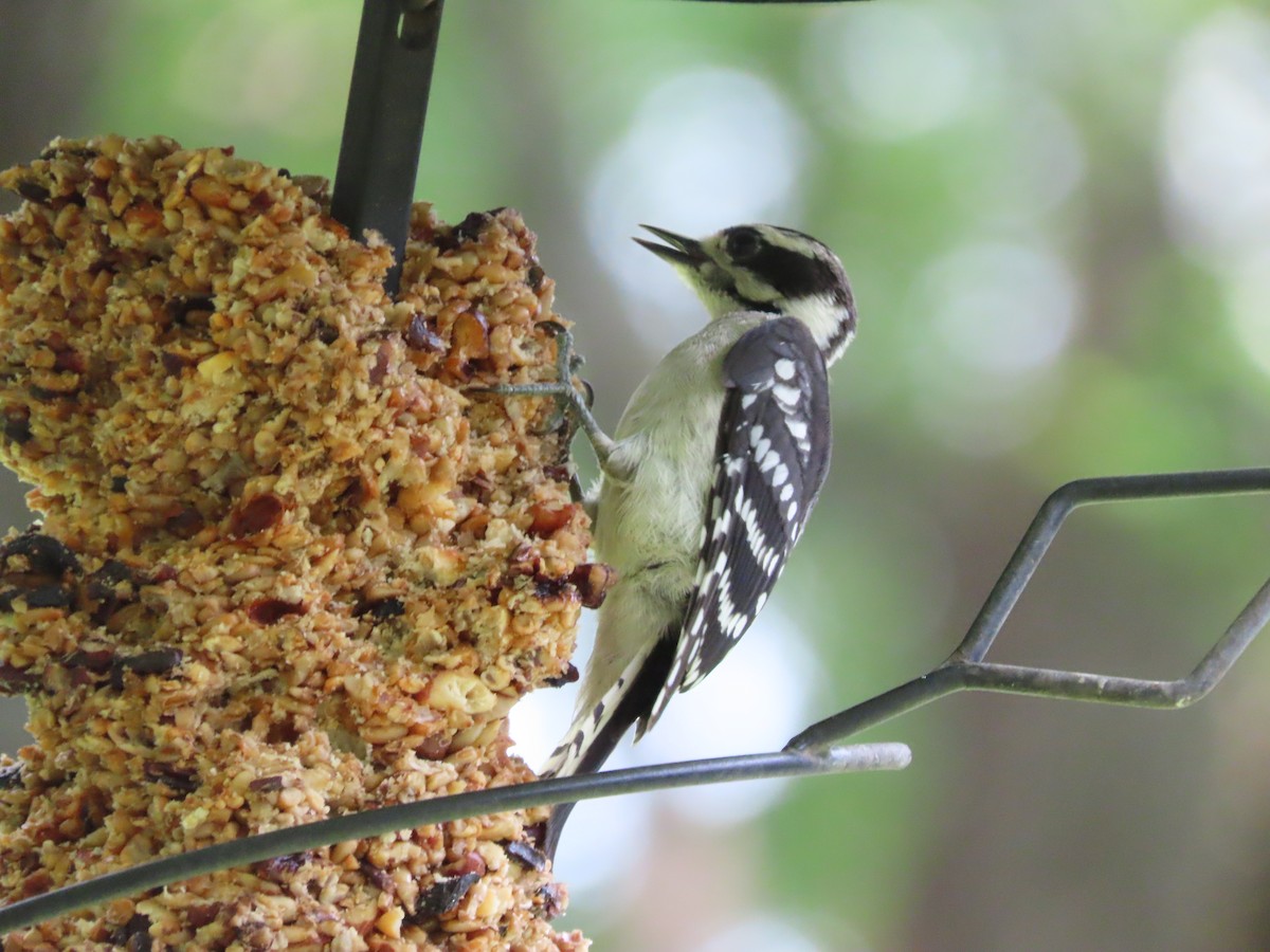 Downy Woodpecker - ML638408817