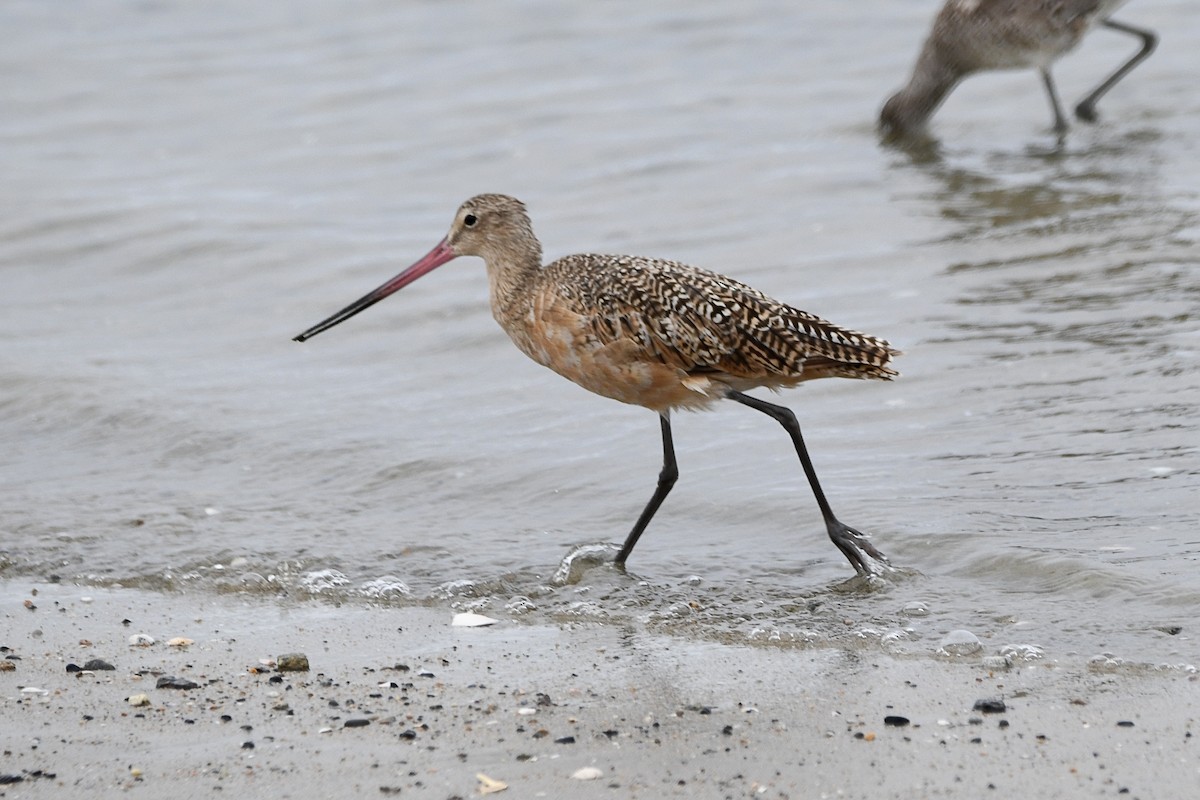 Marbled Godwit - ML638408876