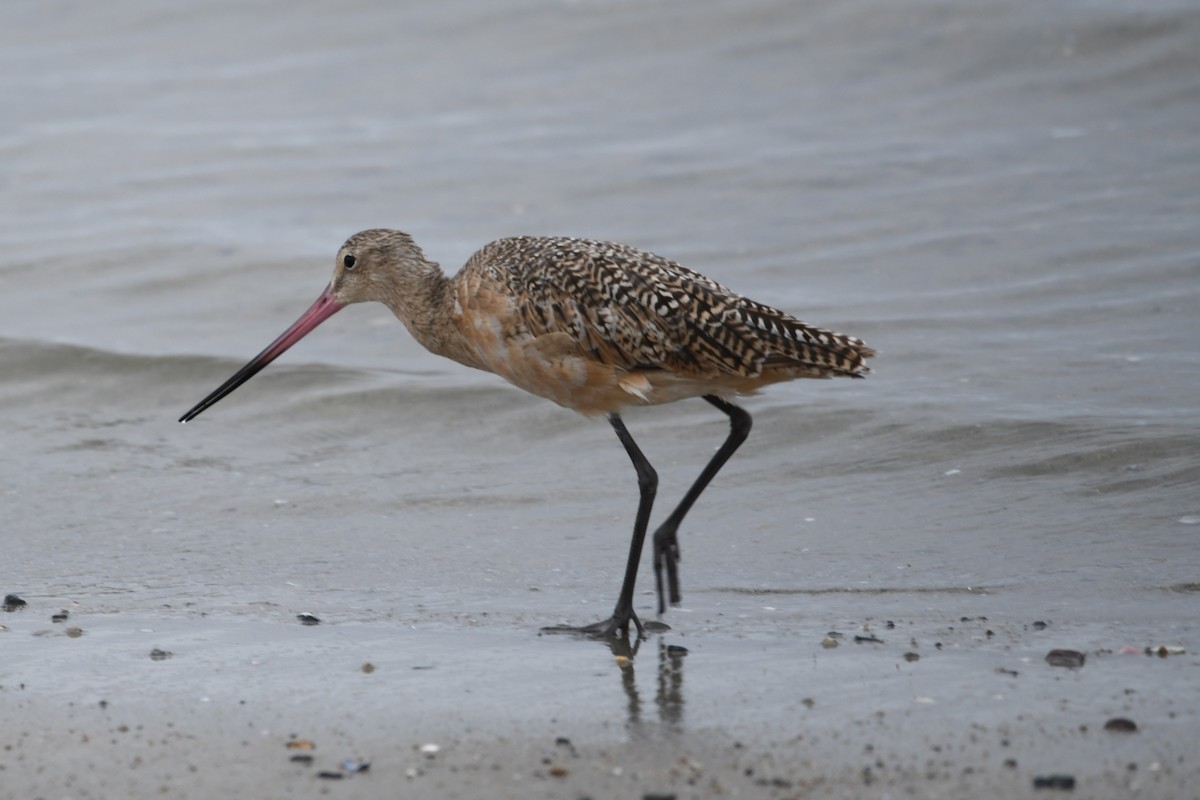 Marbled Godwit - ML638408877