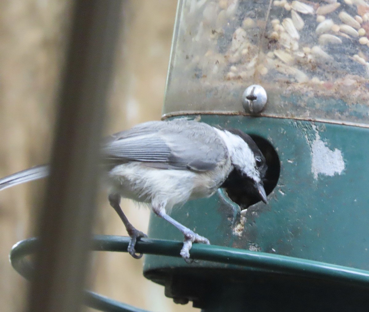 Carolina Chickadee - ML638408890