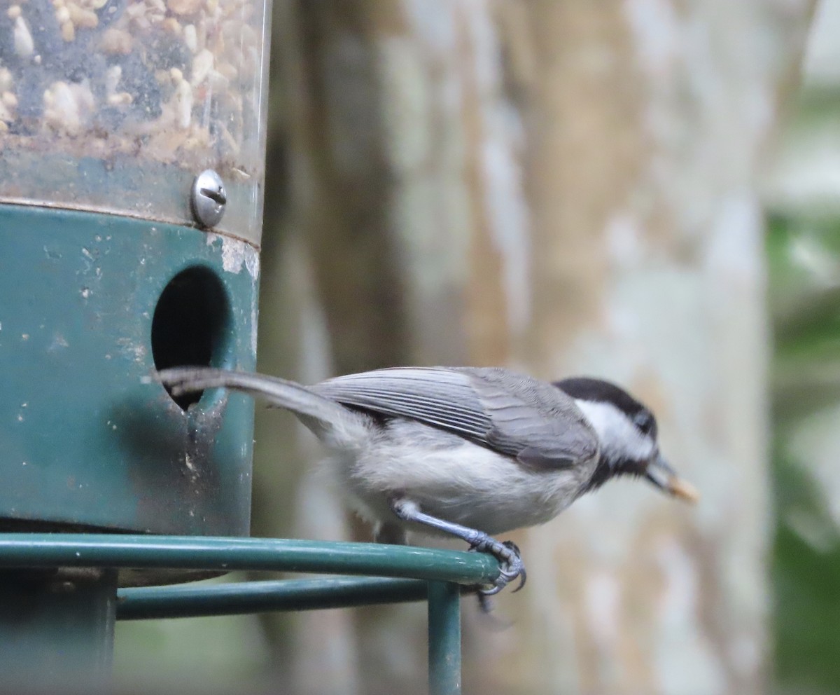 Carolina Chickadee - ML638408891
