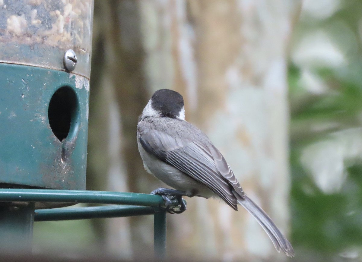Carolina Chickadee - ML638408893