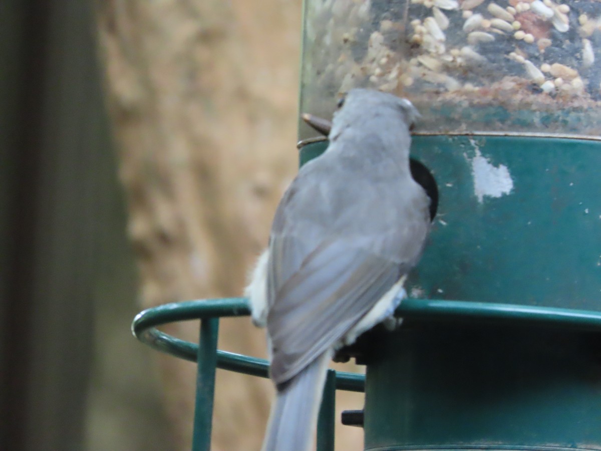 Tufted Titmouse - ML638408900