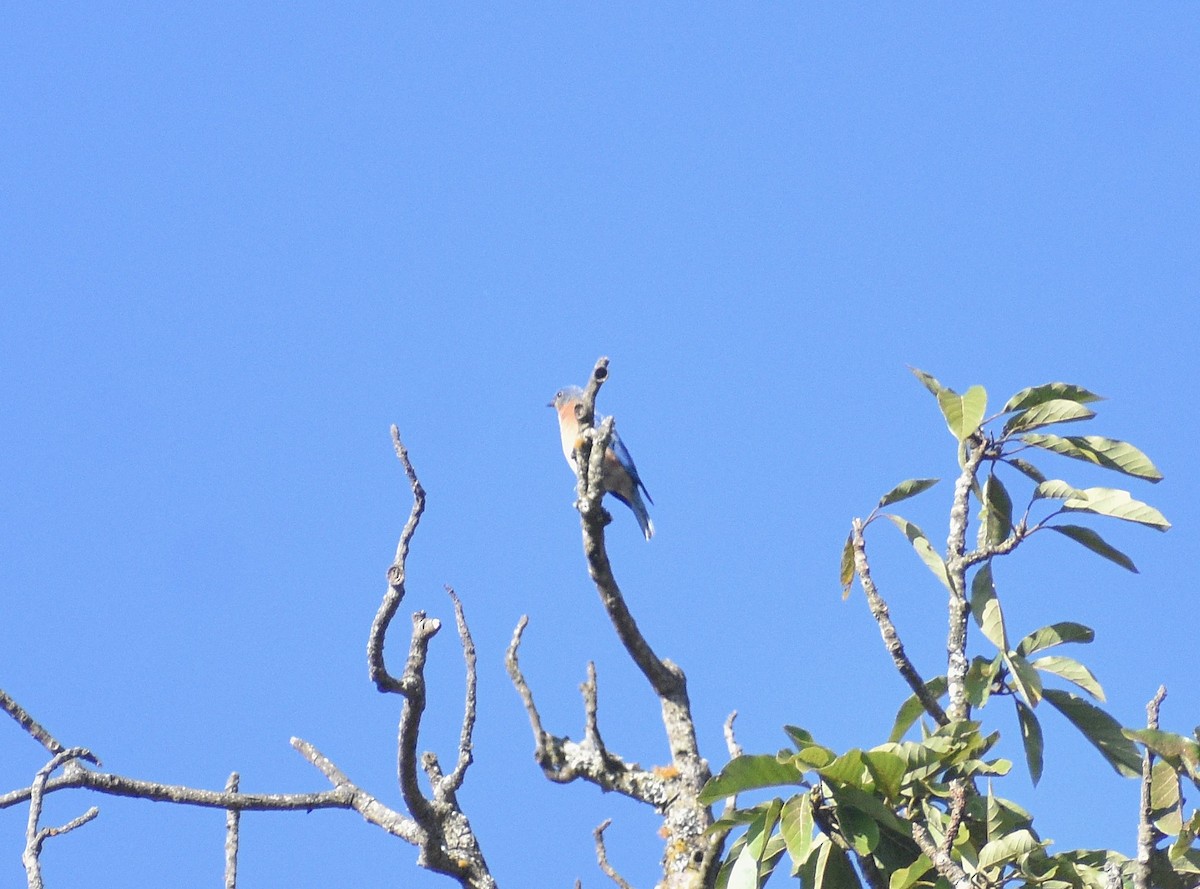 Eastern Bluebird - ML638408919