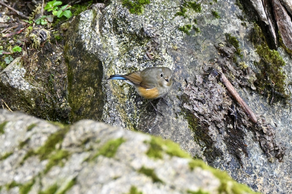 Himalayan Bluetail - ML638408920