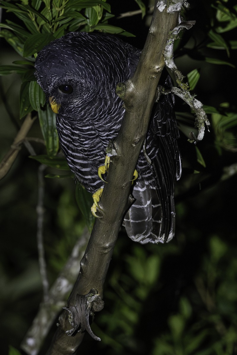 Black-banded Owl - ML638408923