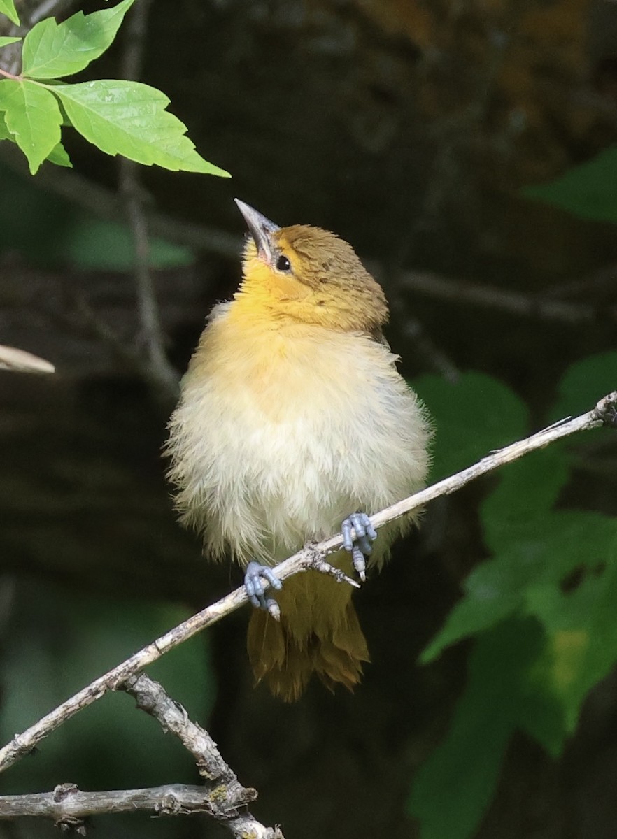 Oriole de Bullock - ML638408952