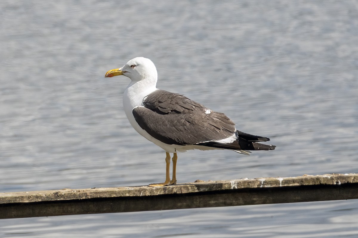 Lesser Black-backed Gull - ML638408955