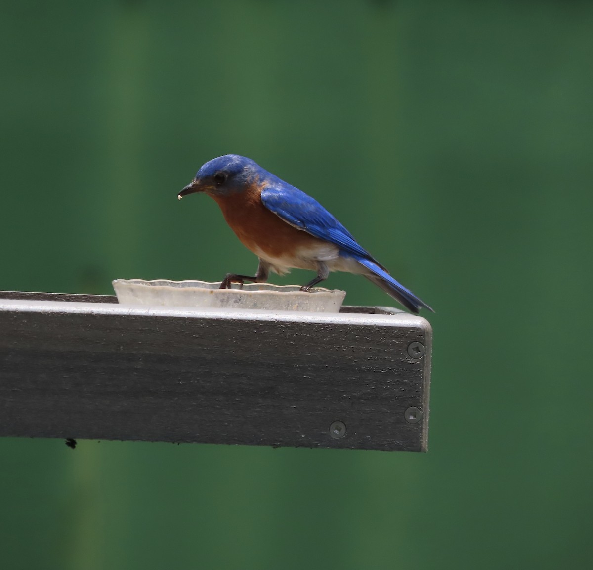 Eastern Bluebird - ML638408957