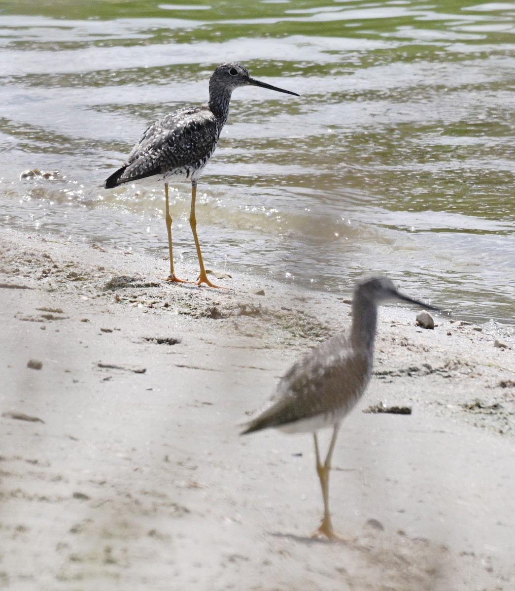 Greater Yellowlegs - ML638408958