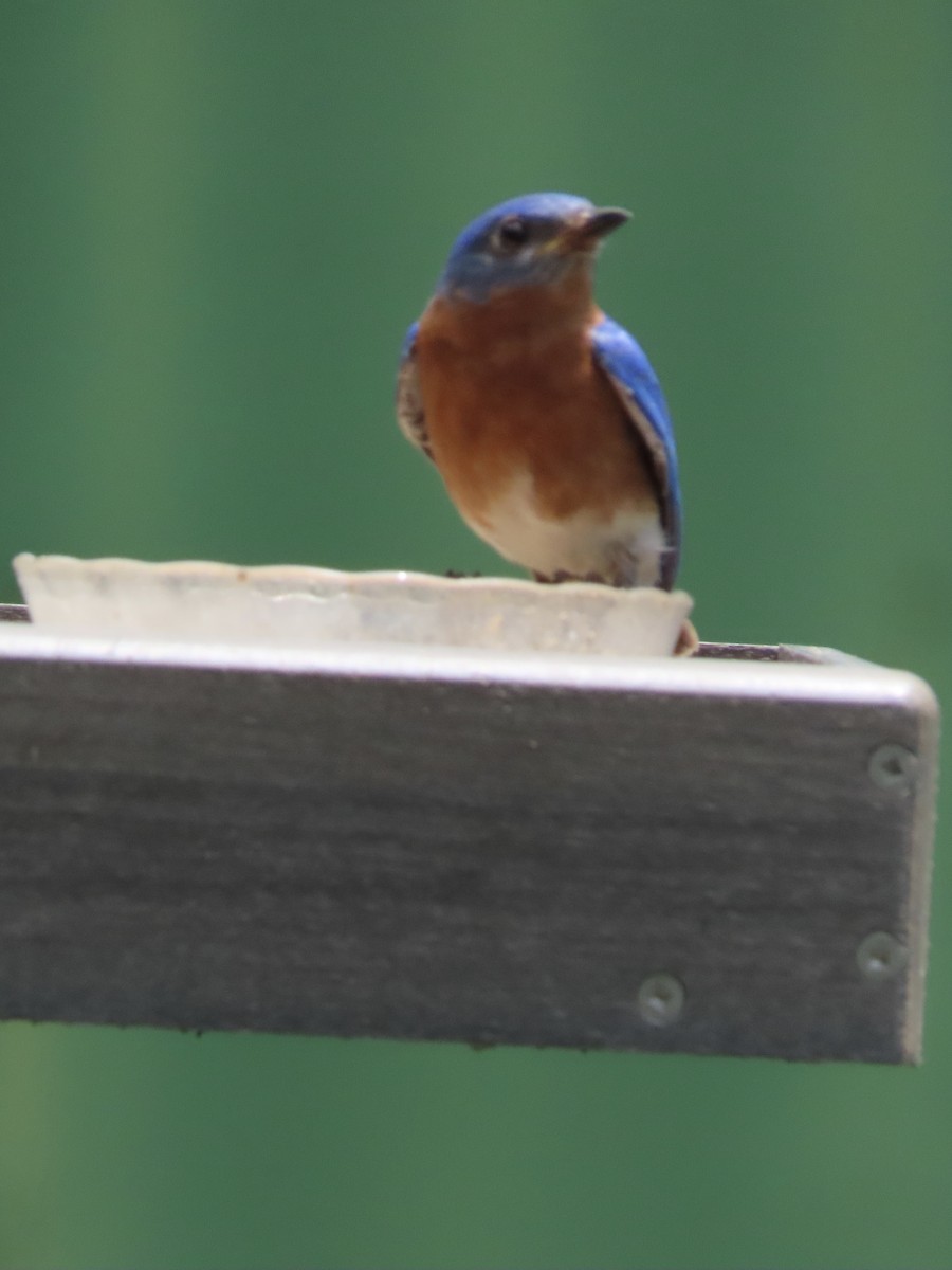 Eastern Bluebird - ML638408959