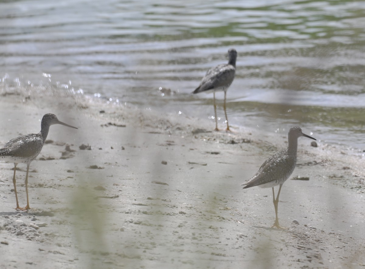 Greater Yellowlegs - ML638408960