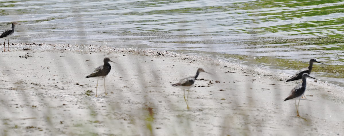 Greater Yellowlegs - ML638408961