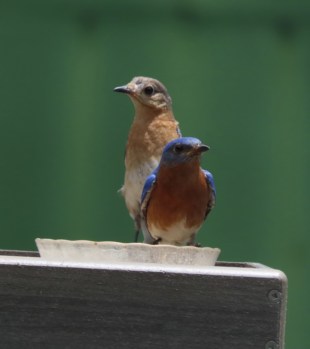 Eastern Bluebird - ML638408963