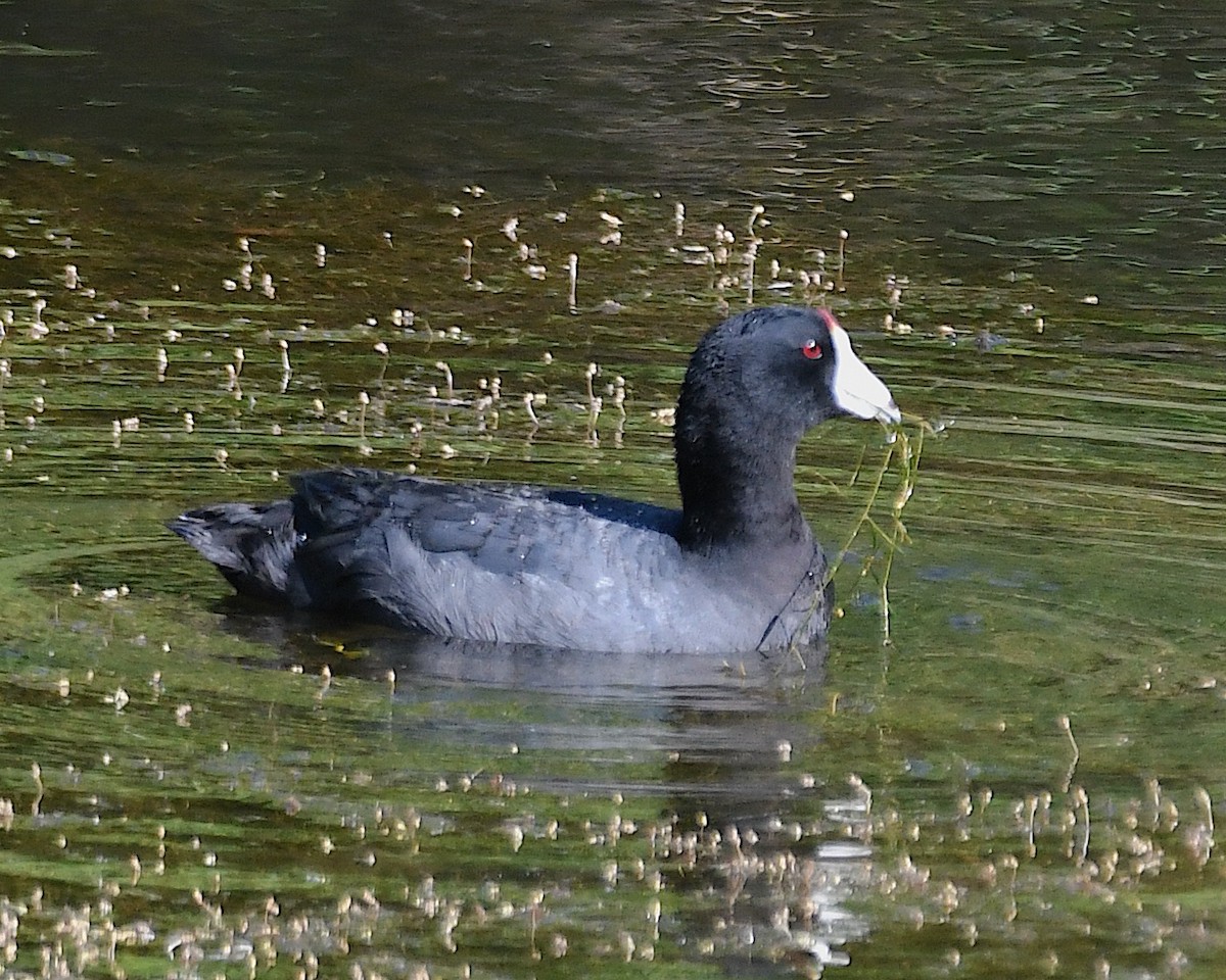 American Coot - ML638408966