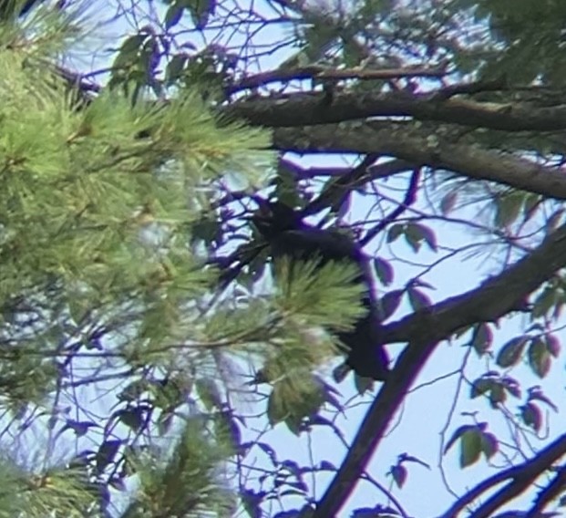 Common Raven - ML638408968