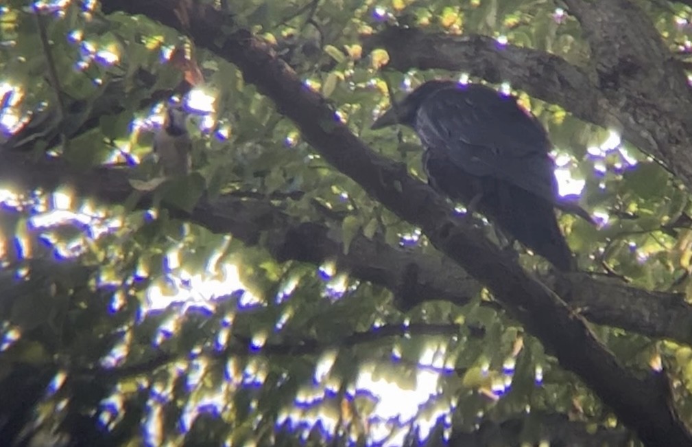 Common Raven - ML638408969