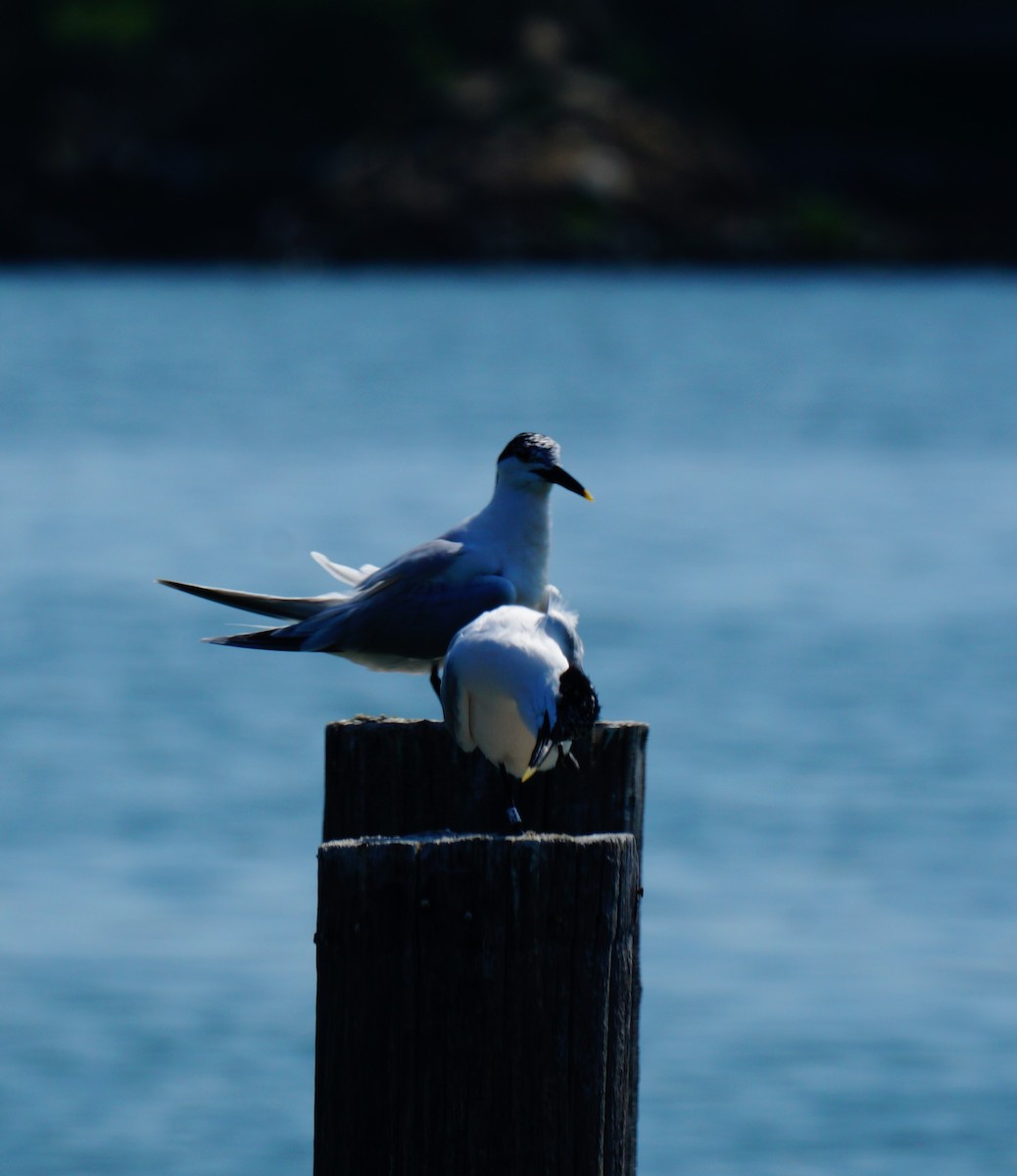 Sandwich Tern - ML638408971