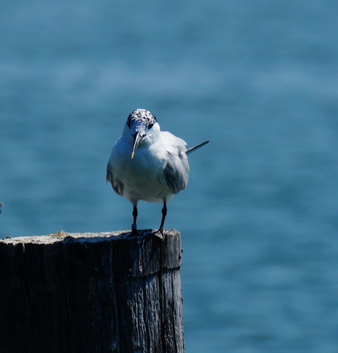 Sandwich Tern - ML638408972
