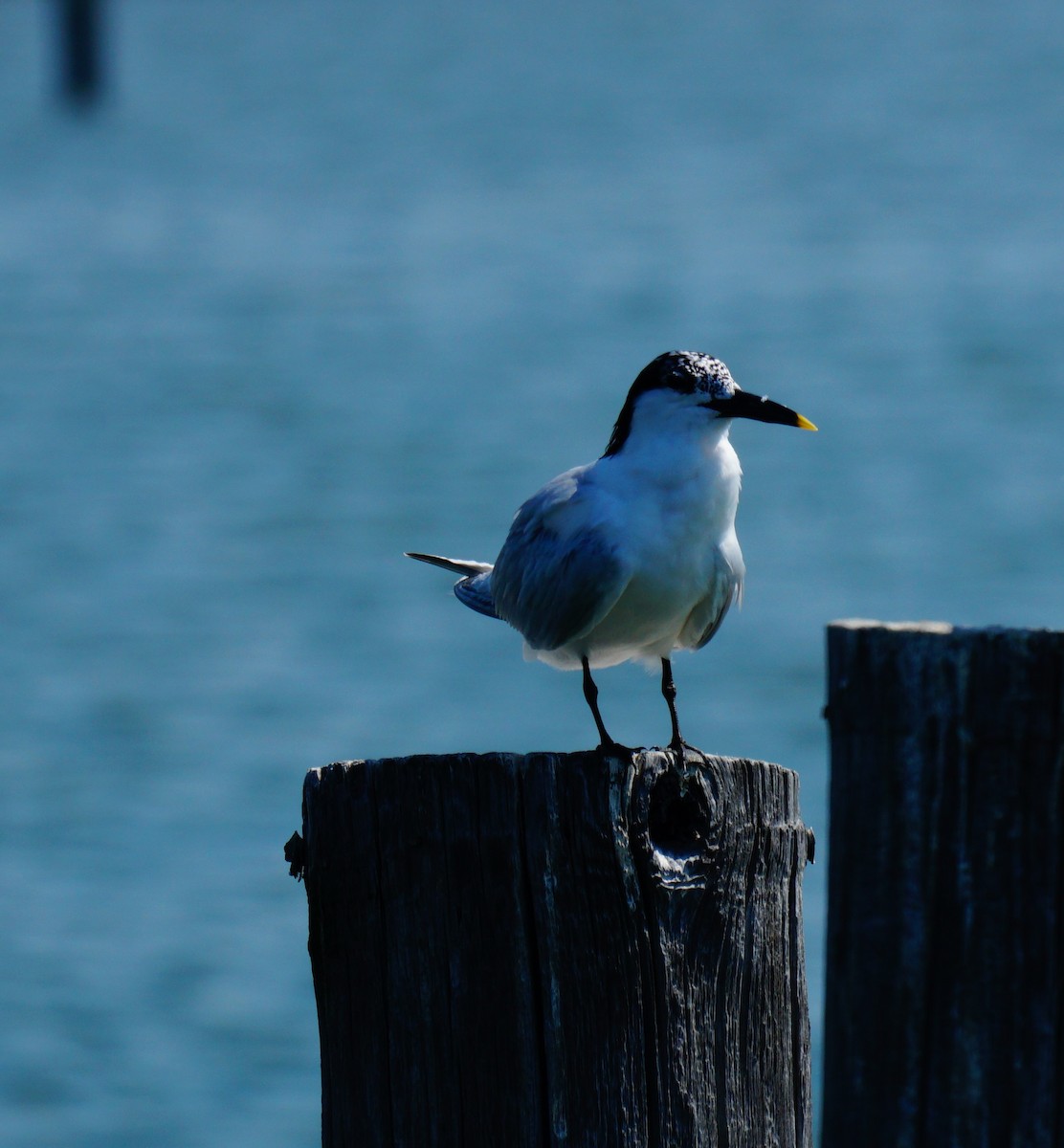 Sandwich Tern - ML638408973