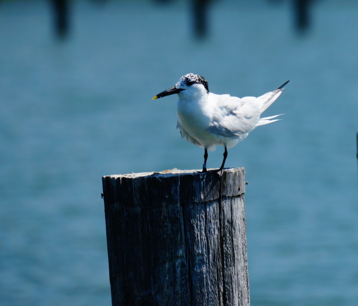 Sandwich Tern - ML638408974