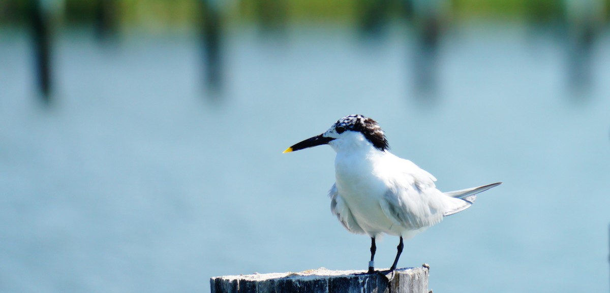 Sandwich Tern - ML638408976
