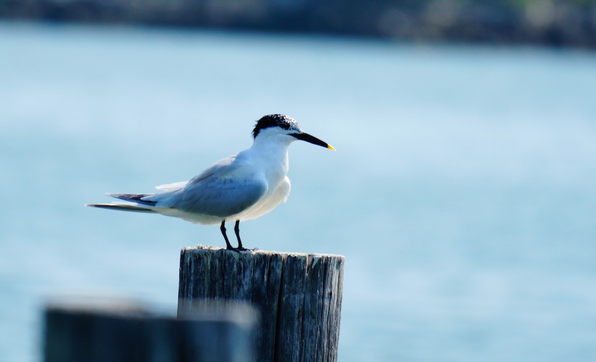 Sandwich Tern - ML638408977