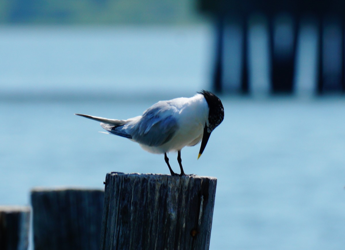 Sandwich Tern - ML638408978