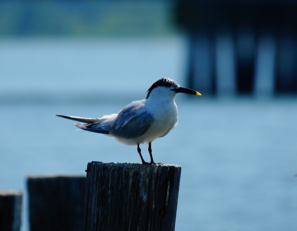 Sandwich Tern - ML638408979