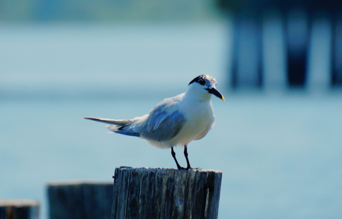 Sandwich Tern - ML638408980