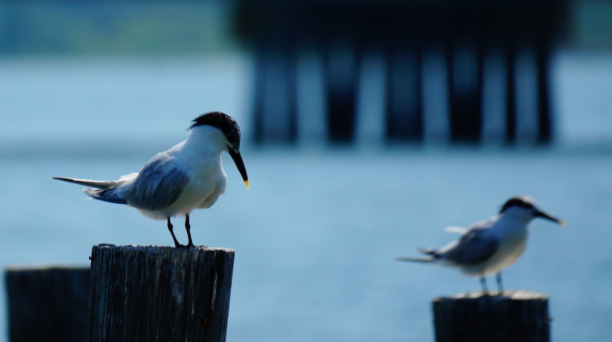 Sandwich Tern - ML638408981