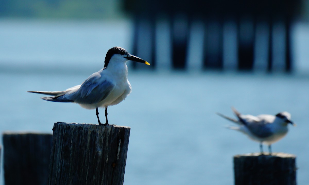 Sandwich Tern - ML638408982
