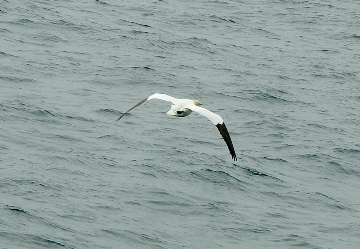 Northern Gannet - ML638408983