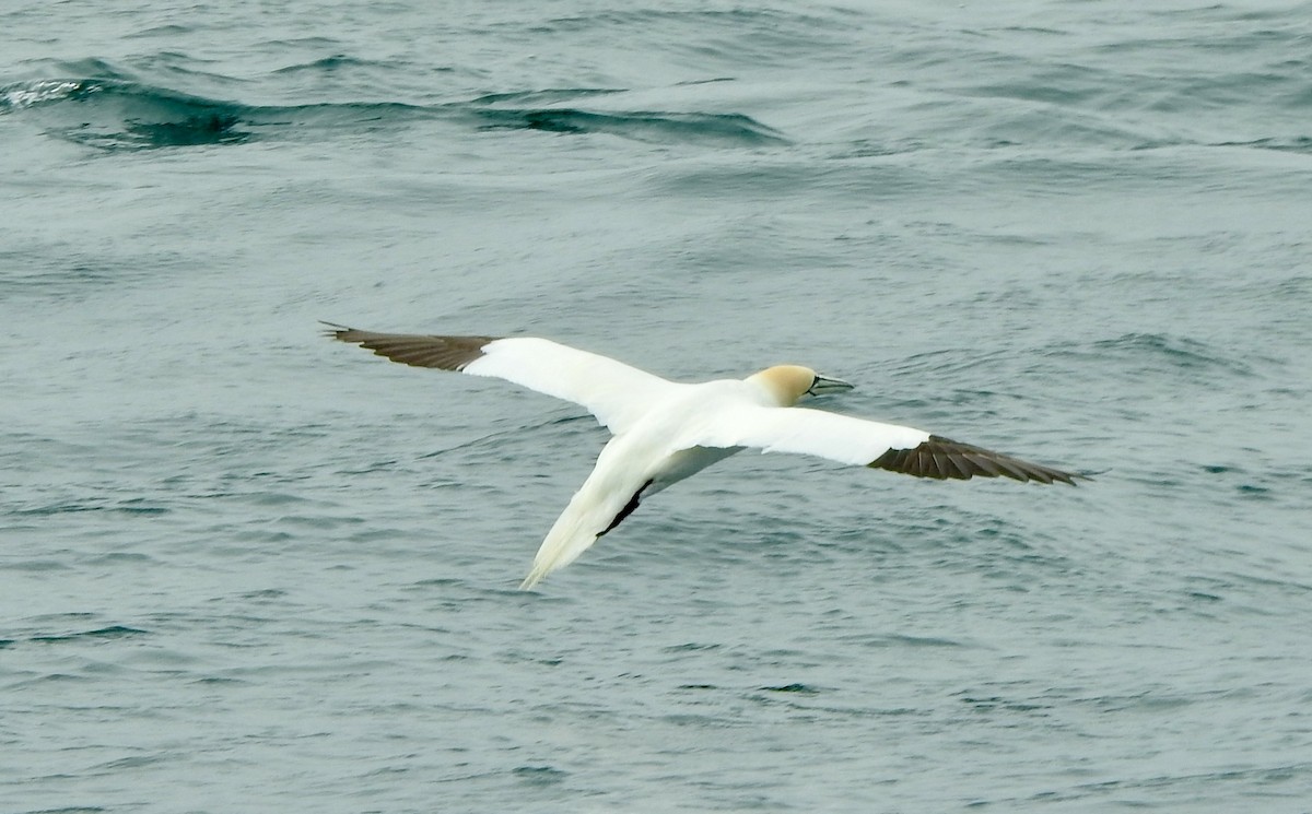 Northern Gannet - ML638408984