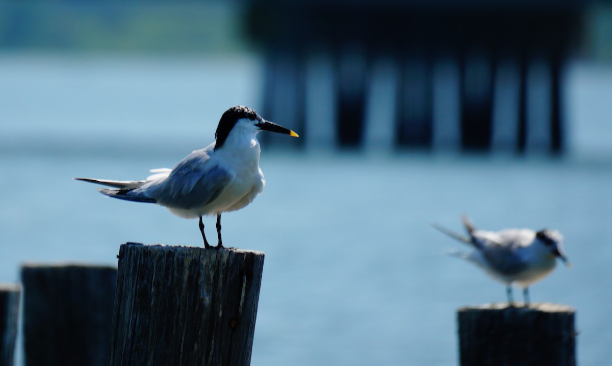 Sandwich Tern - ML638408985