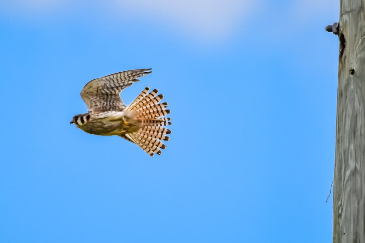American Kestrel - ML638408986
