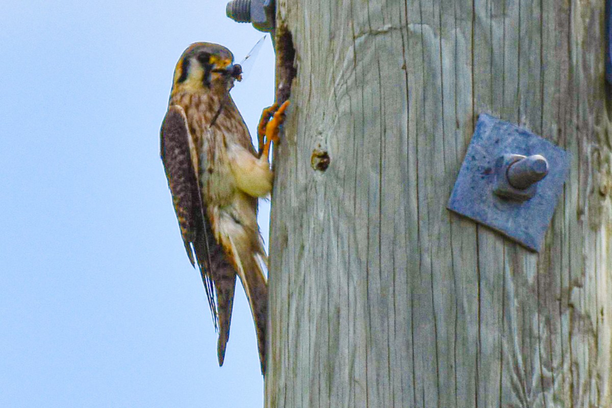 American Kestrel - ML638408987