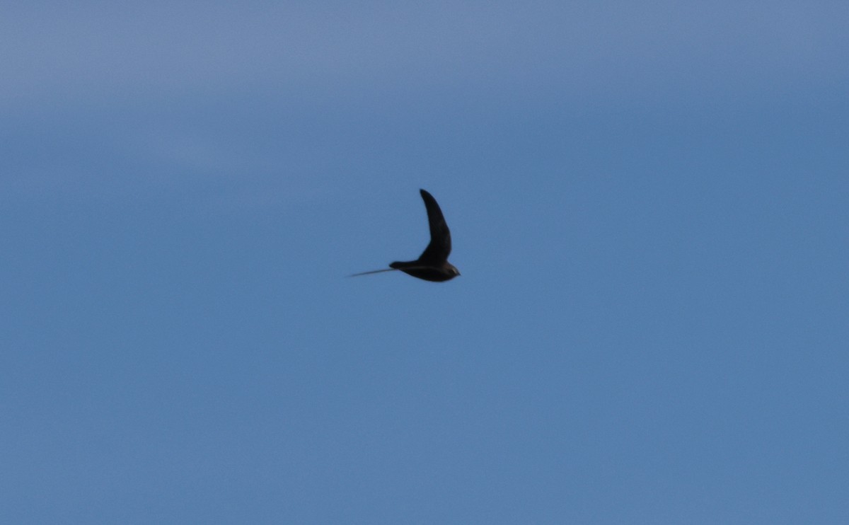 Американский стриж - ML638408994