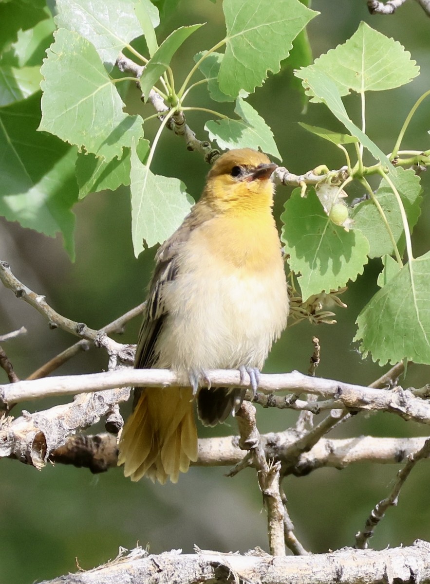 Oriole de Bullock - ML638408996