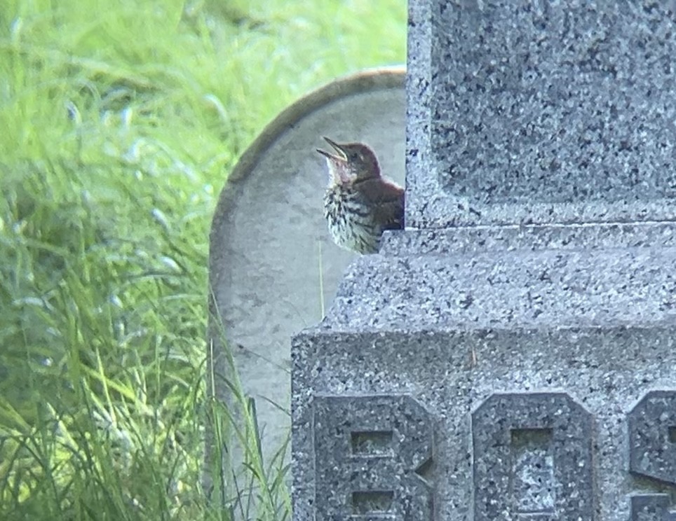 Brown Thrasher - ML638409006