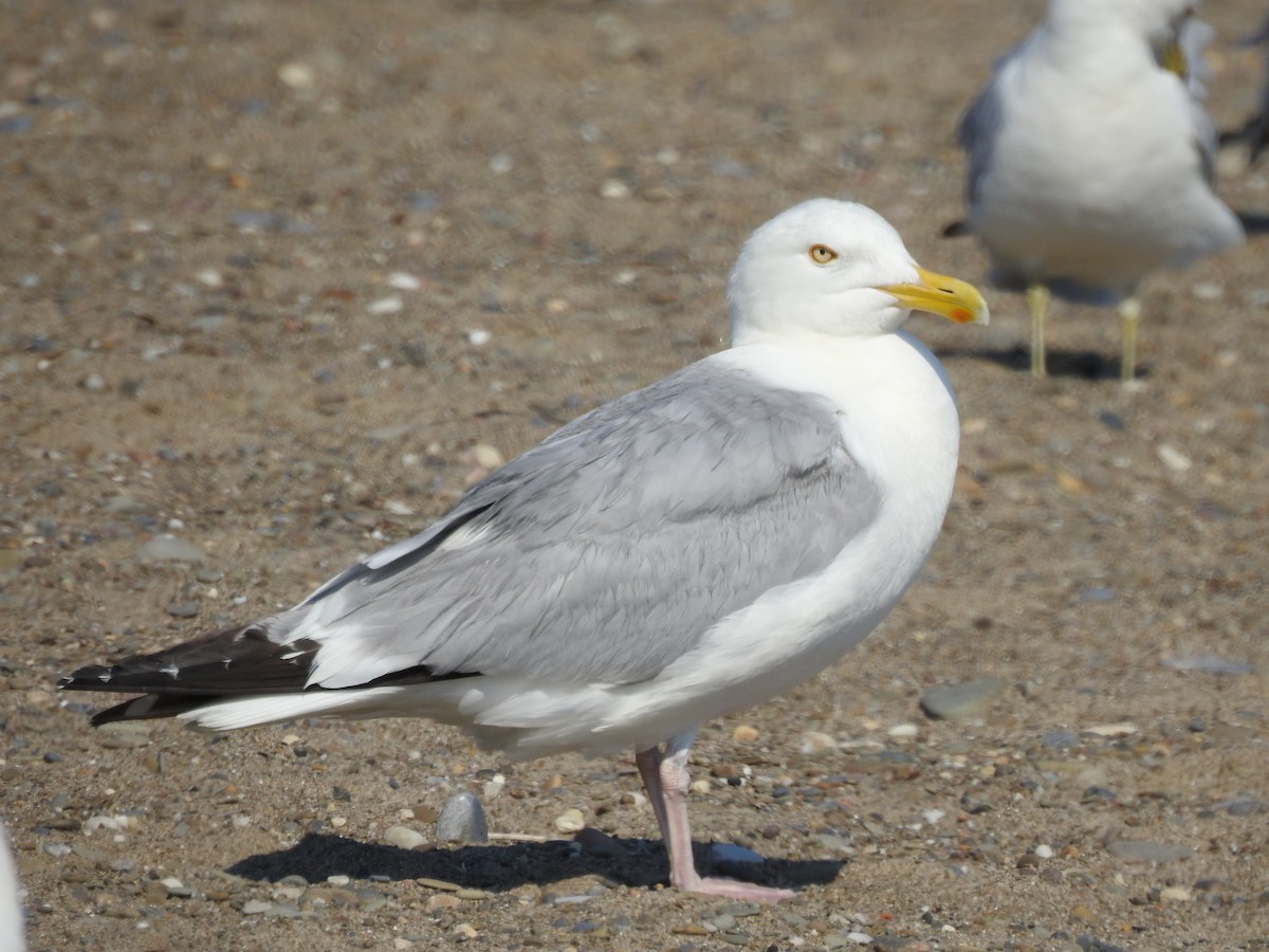 American Herring Gull - ML638409027
