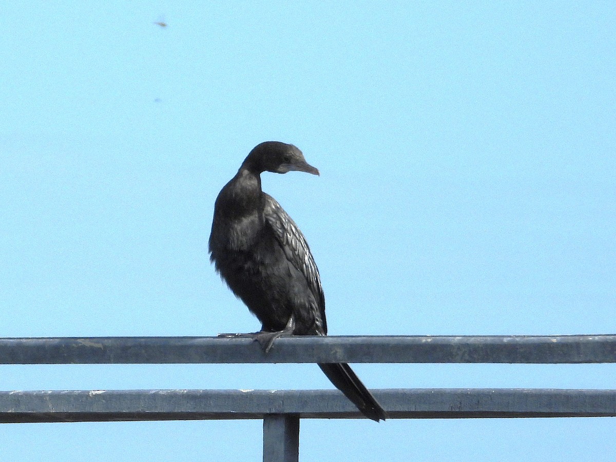 Little Cormorant - ML638409028