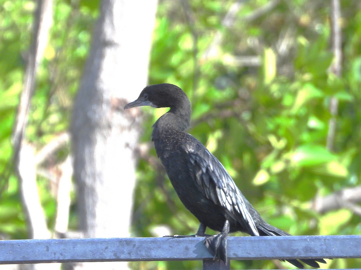 Little Cormorant - ML638409029