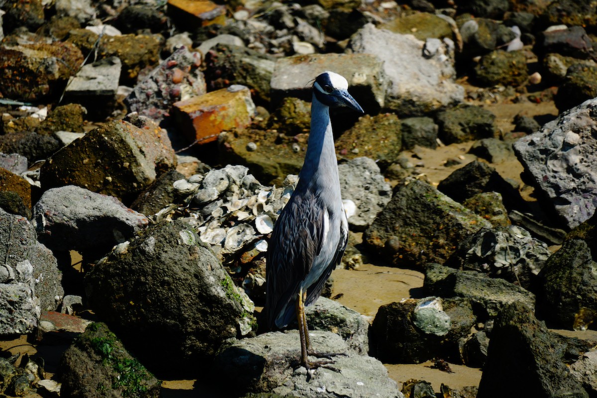 Yellow-crowned Night Heron - ML638409030