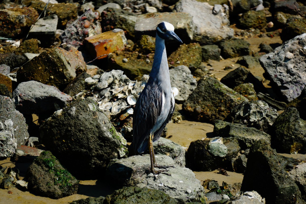 Yellow-crowned Night Heron - ML638409031